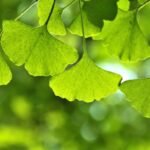 ginkgo