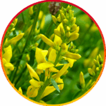 image (11)
