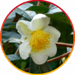 image (14)