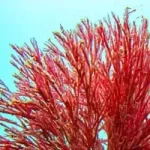 ing_algae