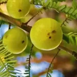 ing_amla