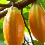 ing_cacao