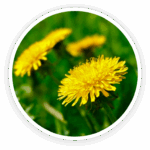 ingredient3