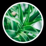 ProNail Complex Review