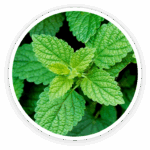 ingredient7