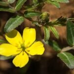 tribulus