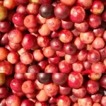 imgi_18_ingri-1