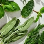 imgi_24_icon_plants