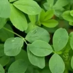 imgi_26_alfalfa-leaf