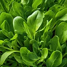 imgi_32_blend-2-nw