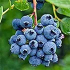imgi_33_blend-3